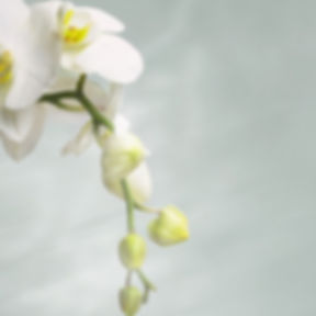 Gabriela Jacovino, CCHt, Clinical Hypnotherapist in Chicago